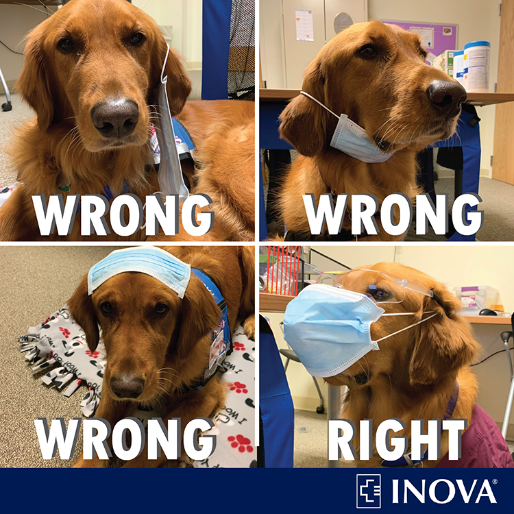 InovaHealth's tweet photo. Inova Loudoun Hospital‘s facility dog Jeremiah shows us the do’s and don’ts of wearing a face mask. Wearing a face mask correctly can help prevent the spread of COVID-19. #StoptheSpread #InThisTogether #MaskUpNOVA https://t.co/POykXI59NH