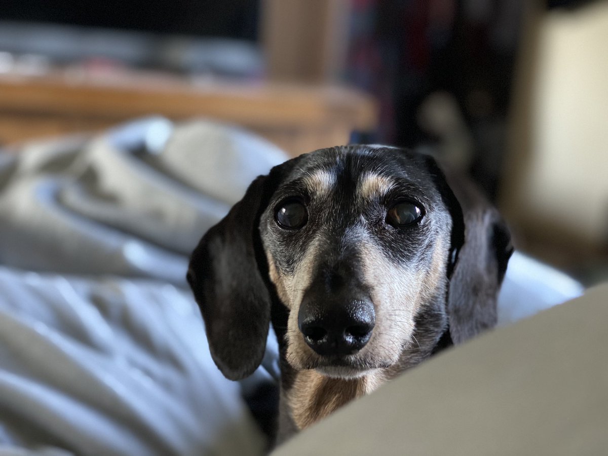 Carol1neTweets's tweet photo. Has anyone any experience of #GPS pet trackers? Someone took himself off for run today!! #pettrackers #recommendations #dachshund https://t.co/pV7QE2iFkz