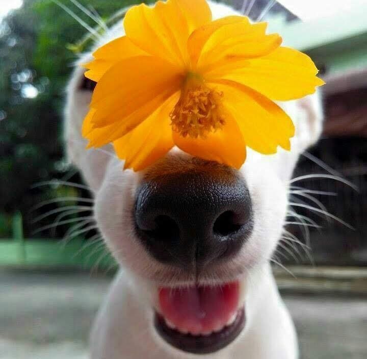 CAdopciones's tweet photo. 🐶 #FelizPrimavera 🌺🌸🌼🌻 https://t.co/lzM6vbHIk7