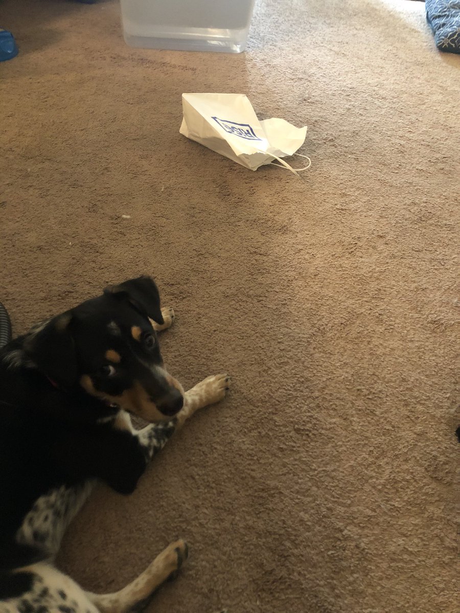TheDeafOT's tweet photo. Someone got their head stuck on the handle of this bag... and then spooked himself enough to empty his anal sac on my leg. 🤦🏻‍♀️ #dogmomlife https://t.co/ahCojRnKJu
