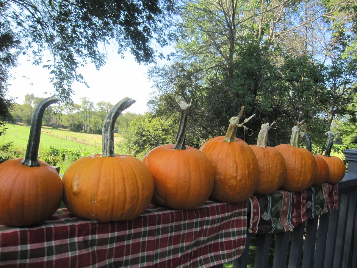 Enter for a chance to win heirloom seeds, save money on your order, and learn How to Make a Survival Seed Bank! theselfsufficienthomeacre.com/2019/10/how-to…