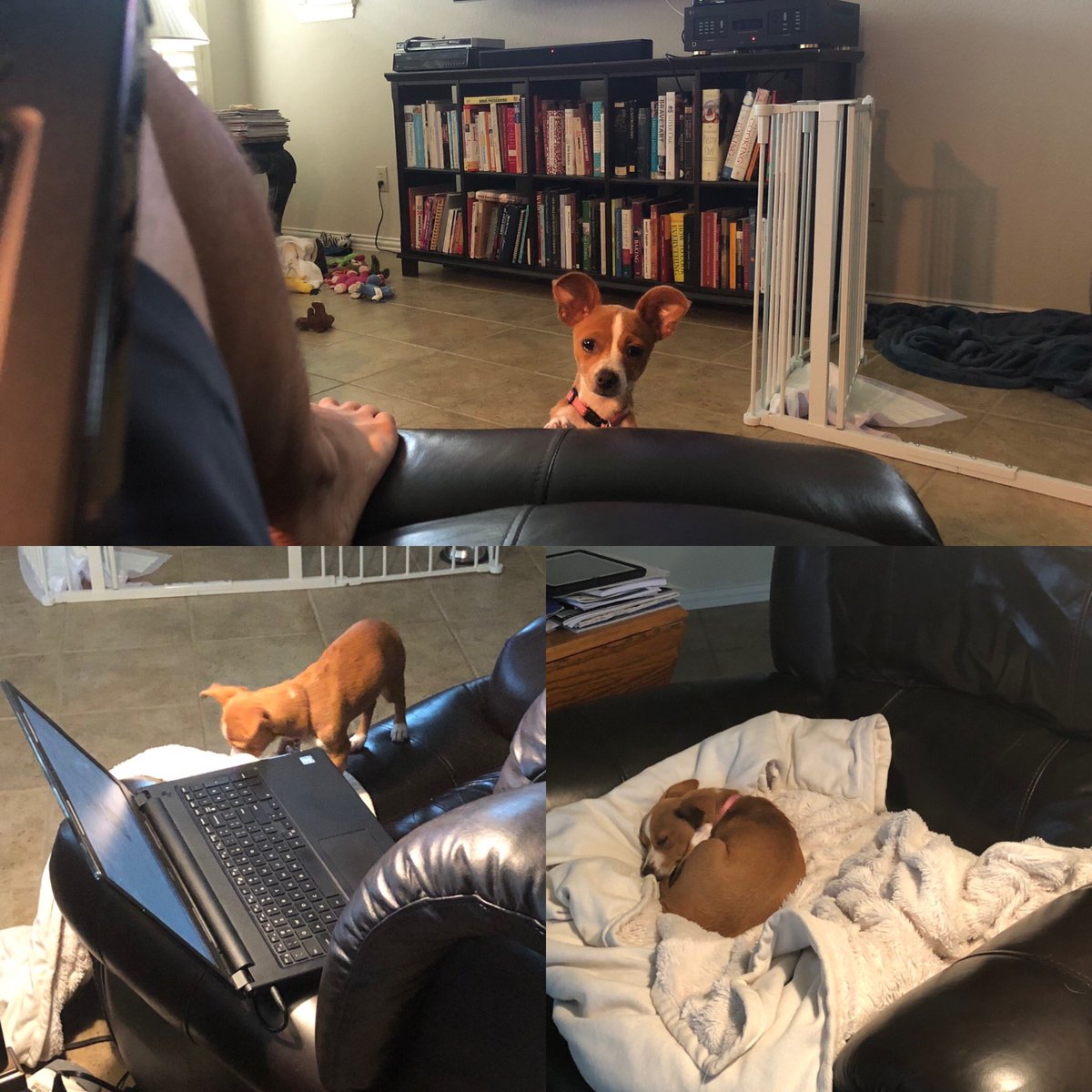 ChefBarryLofton's tweet image. Not so sure about my new Administrative Assistant?  First, she showed us late. Then she just stared at her computer, before completely taking over my workstation.