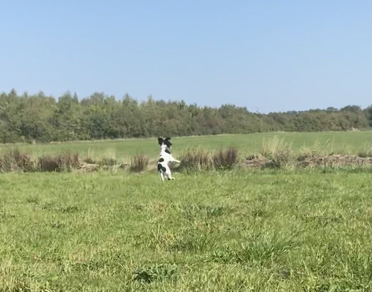 SpanielsofKC's tweet photo. Pals, who else got hit todays, thinkings they wouldn’t!
Well, I’s been doing whats I do best.
Boing, boing, boinging! Do you likes Mumma’s action shots?
#dogsoftwitter #boingboingboing #ess #esspup https://t.co/wO1G7LK6ad