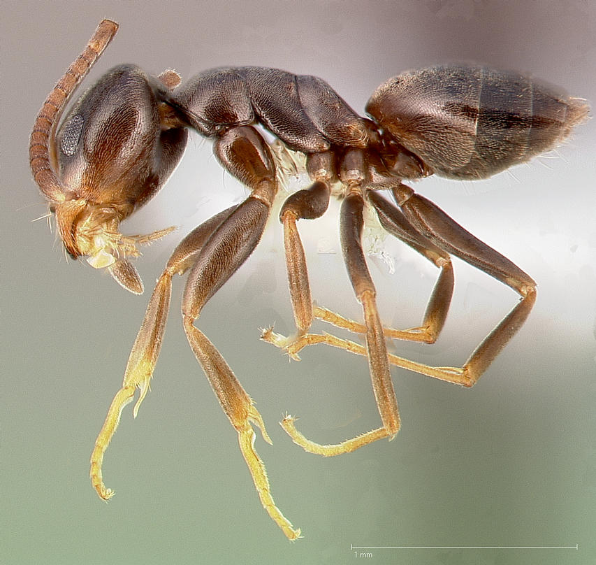 LonginoJack's tweet photo. Tapinoma sessile: Pleasantly named the "odorous house ant" because they often occur in houses and smell funny when you squash them. Actually one of the most common ants in North America, not just in houses.#AntsRule #AntsoftheWasatch #LonginoLab https://t.co/QL7VhVrXpM