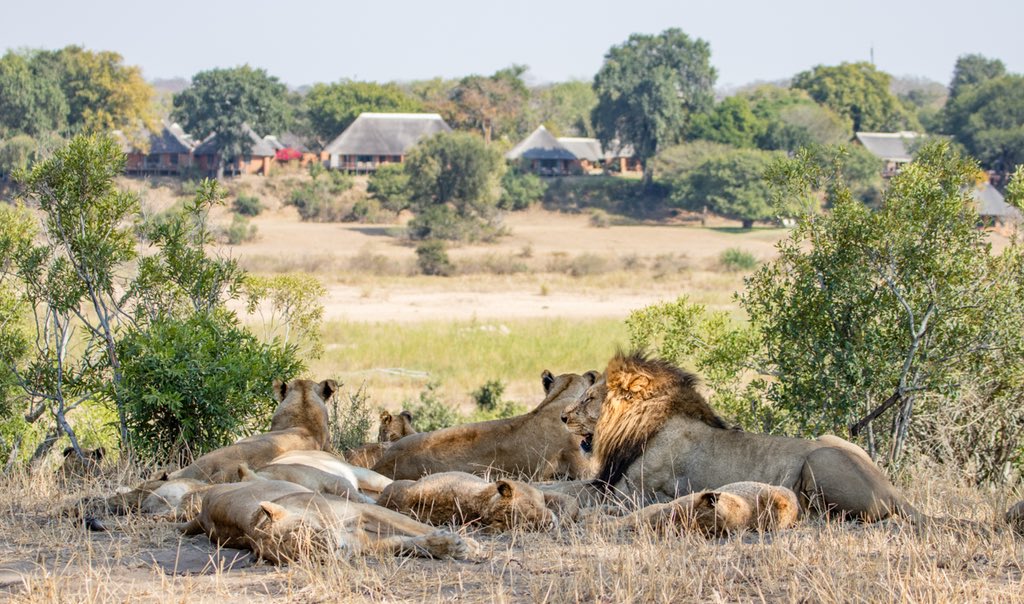 Coexisting.
~
The Kambula pride settle down for the day in front of MalaMala Camp and Sable Camp.
. . . 
#malamalagamereserve #itsallaboutthewildlife 
#MeetSouthAfricaNow #MoreThanJustAJourney #southafricaistravelready #postcovidtravel #weareopen #MeetSouthAfricaSoon