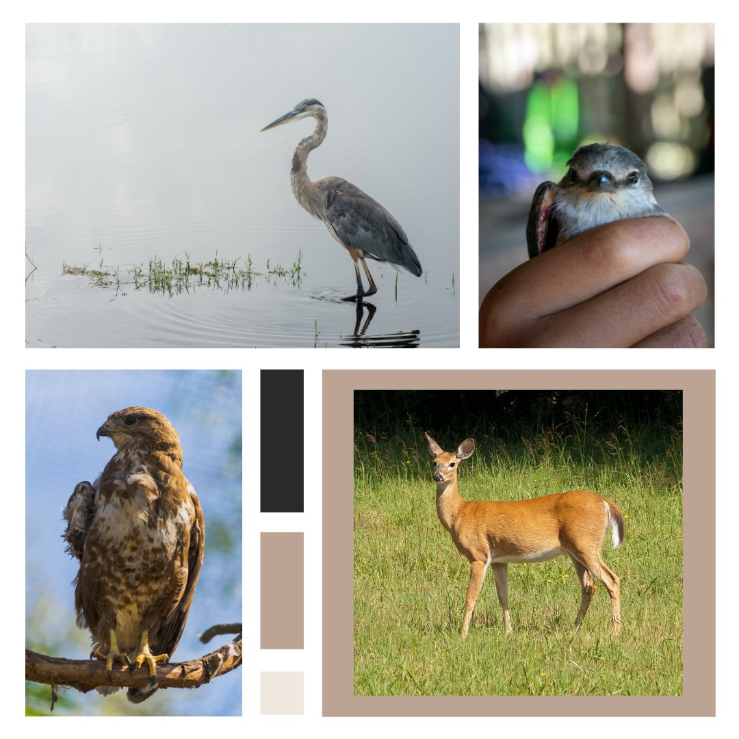 Our area is home to many species of wildlife and sometimes they need a little help. If you ever find a sick or injured animal please contact the <a href="/wildtimes/">TWRC Wildlife Center</a>.  Visit bit.ly/3528ujf to find out what to do if you find a sick or injured animal #springtx #springtexas #txnature