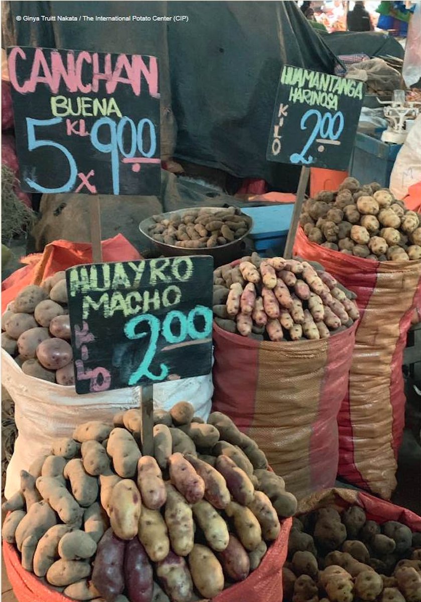 IniciativAndina's tweet photo. Why is the conservation of Andean #NativePotatoes🥔so essential?🌎
Check out CIP's @GTruittNakata's contribution to the @WWF #LivingPlanetReport2020 to find out why!
👉https://t.co/ohdsko3mBM
#ConnectWithTheAndes 🌄 https://t.co/u22yRsY3bT