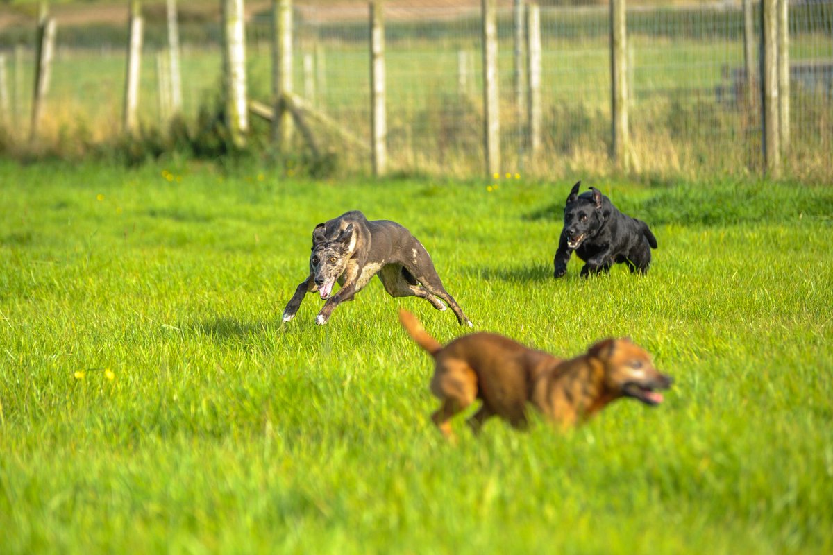 lurcherwork's tweet photo. #lurcher #workingdogs #workinglurchers #lurcherwork #huntingdogs #sportingdogs #dogs #hunting #runningdogs #sighthounds #merle #gazehounds #rabbitdogs #terrier #dogs #hunting #earthdogs #diggingdogs #foxhunting #labrador #labradorretriever #gundog #birddog #blacklab https://t.co/M53gX0qvMA