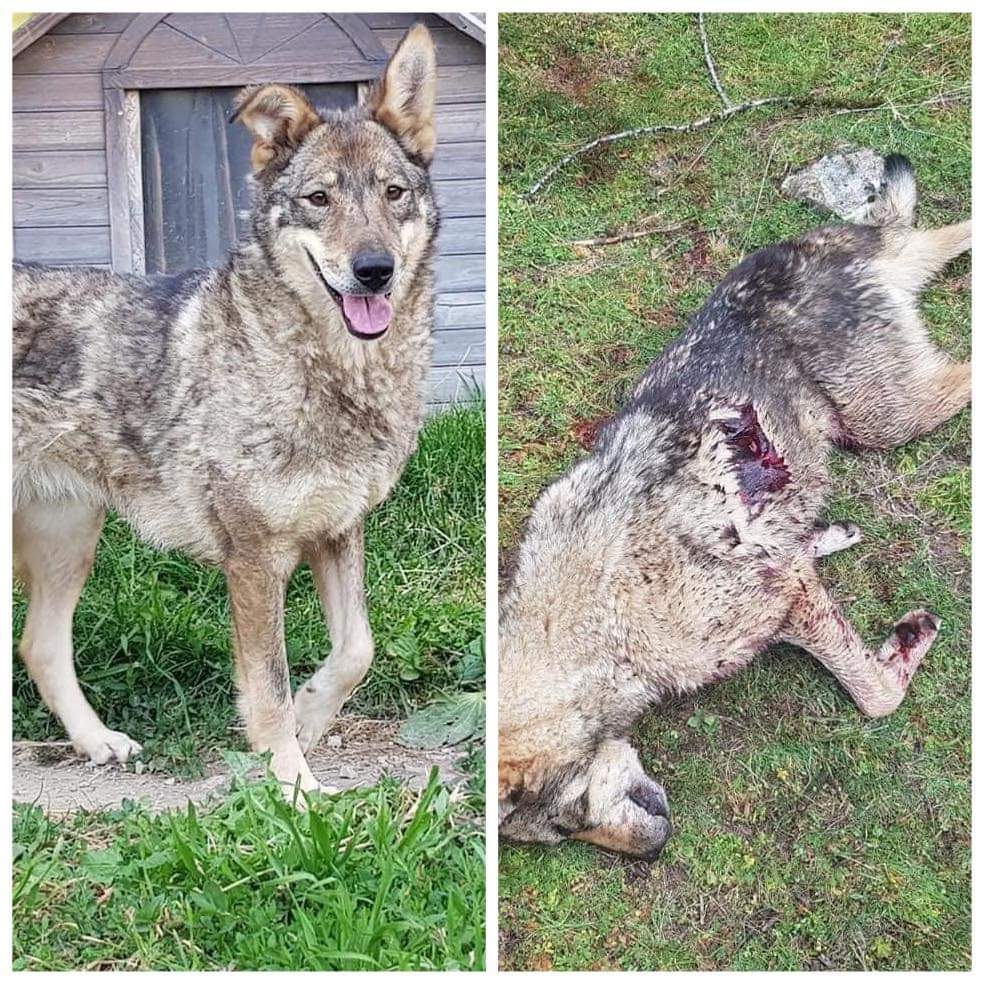 secouraerika's tweet photo. Elle s'appelait Lupi, elle avait 10 ans. Après de longues années de refuge, Lupi découvrait enfin le bonheur, il y a 1 mois et demi, auprès de Damien et Marley, sa nouvelle famille. https://t.co/7Ms1j4altL