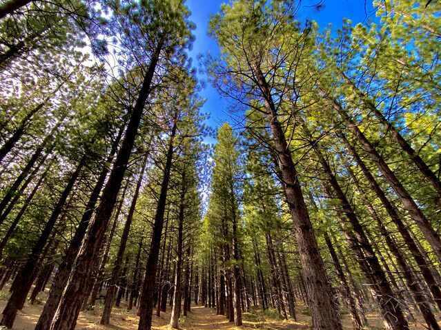 Can a Walk in the Woods Improve Your Well-Being?
Exploring the physiological, psychological, and cognitive effects of nature. buff.ly/2FSFikr #healingnature
