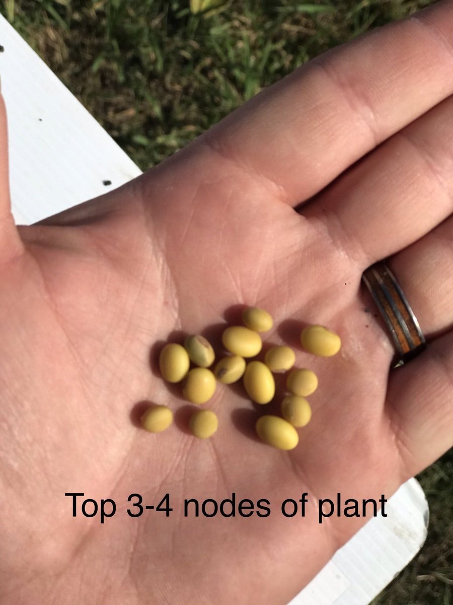 JesseMoch's tweet photo. Overall the frost took some yield, but quality is better than I was expecting. Appears top 3-4 nodes will have smaller beans with a slightly green tint, rest of the plant should finish close to normal. https://t.co/y1aI2lS17Z