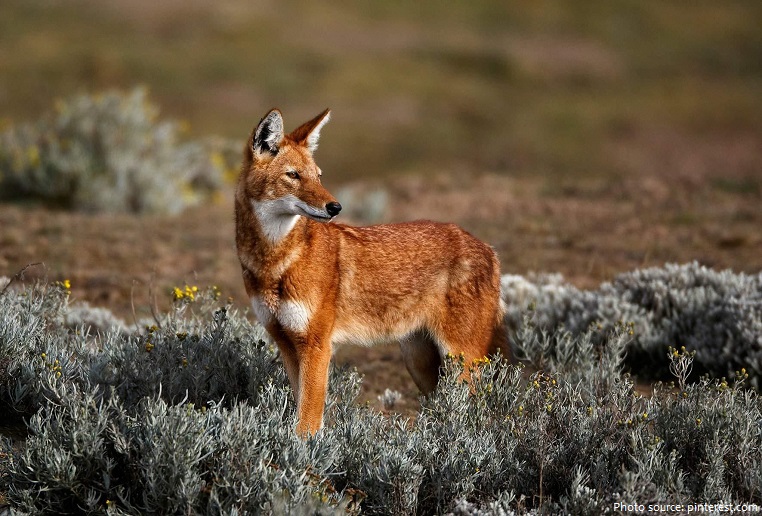 Interesting #facts about #Ethiopianwolves >>>> justfunfacts.com/interesting-fa…