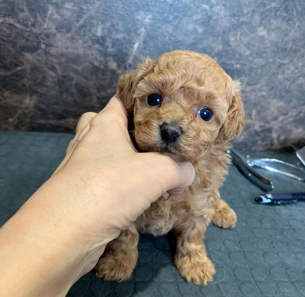 JadenOwen99's tweet photo. Female poodle
Sofia
12 weeks
All shoots clear
https://t.co/UkmfBJV30m
#dogstagram #dogsofinsta #dogsofinstaworld #dogsofig #dogscorner #teacuplover #teacuplovers #teacuppoodles #poodle #poodlesofinstagram #poodlegram #puppy #puppylove #puppylife #puppygram #puppydog https://t.co/UFfiyGGjuD