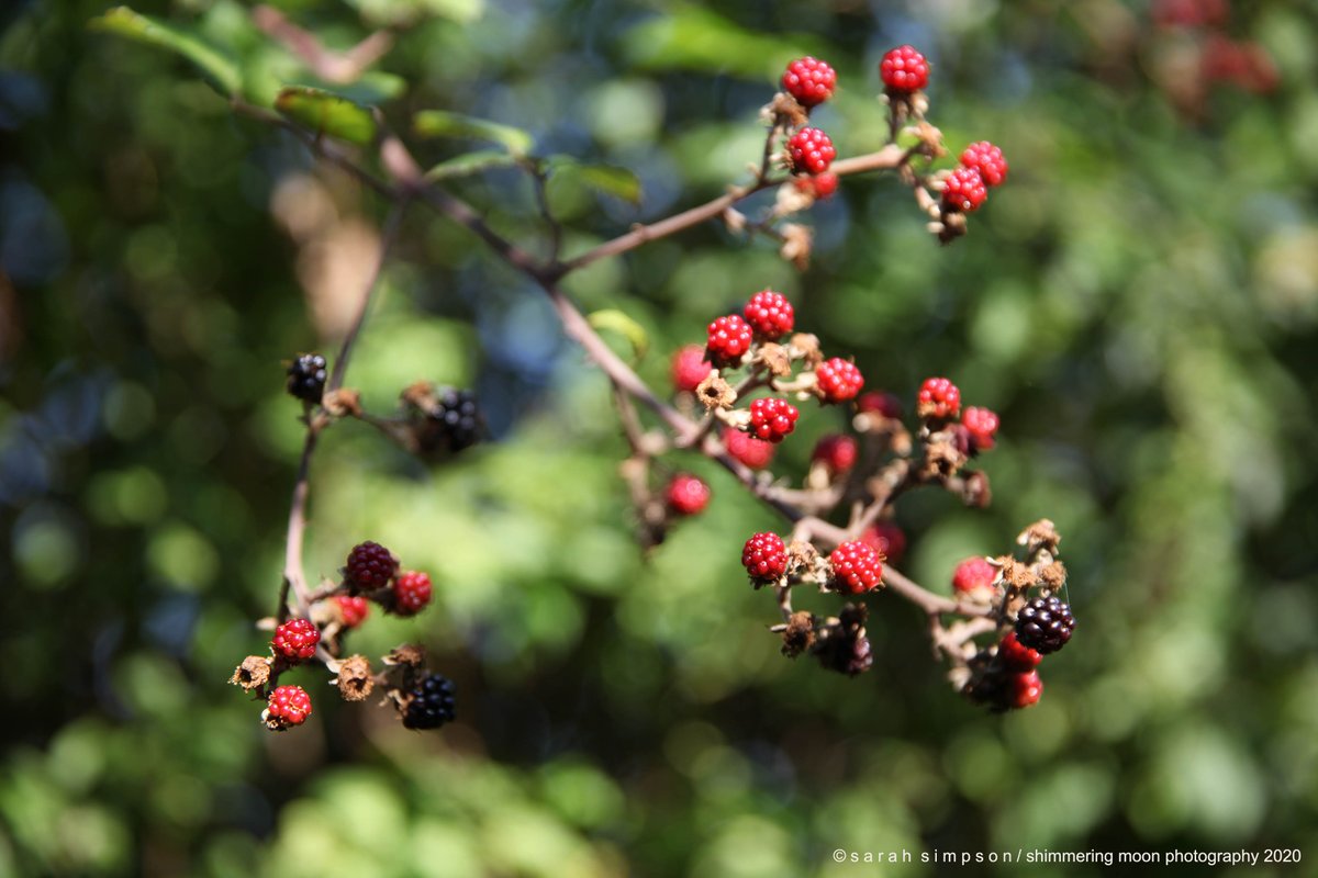 Can't resist the blackberry shots...  #kentcountryside #berryseason