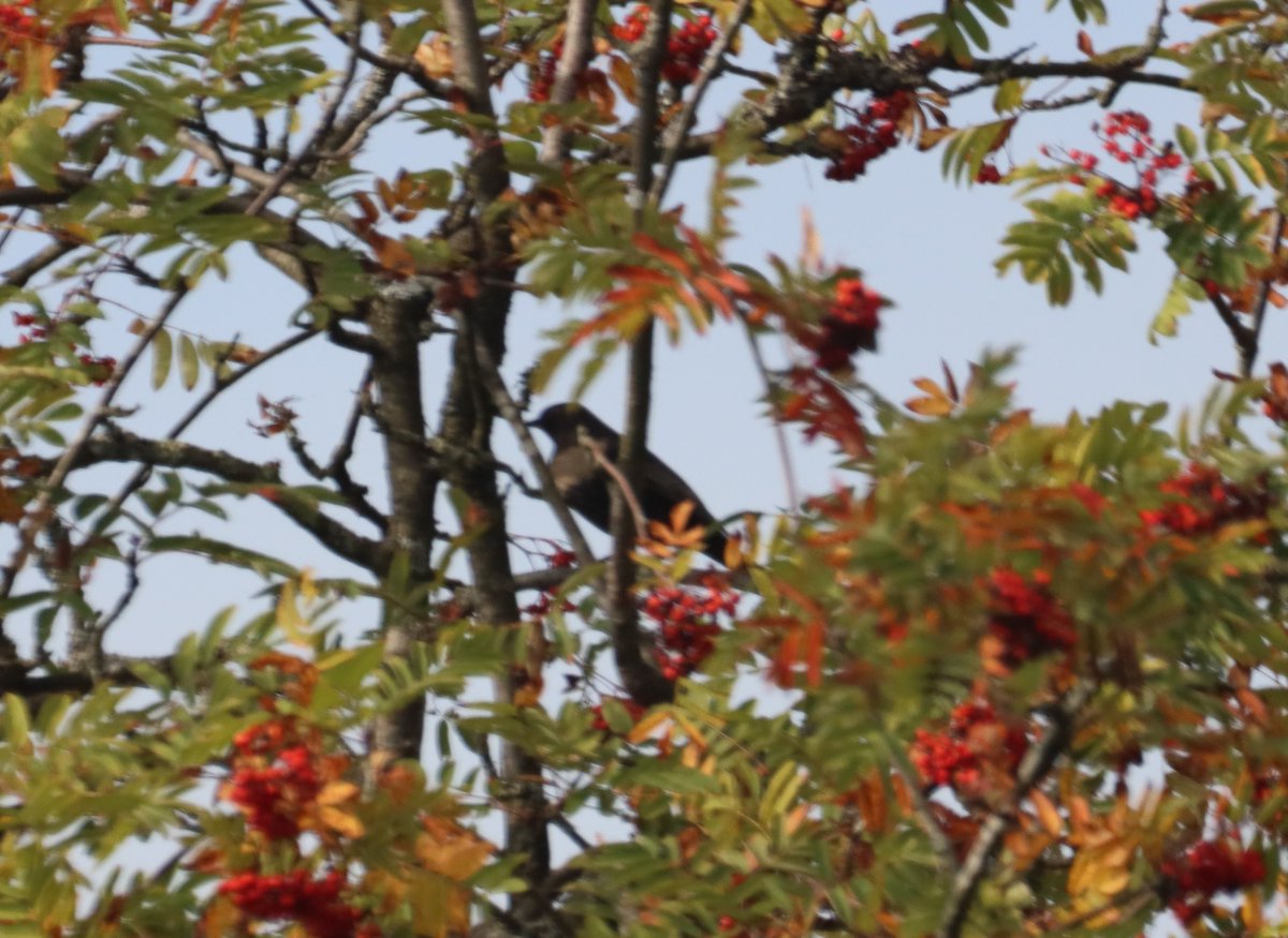 One of two Ring Ouzels in rowans by Coldharbour cricket pitch, Yesterday.
