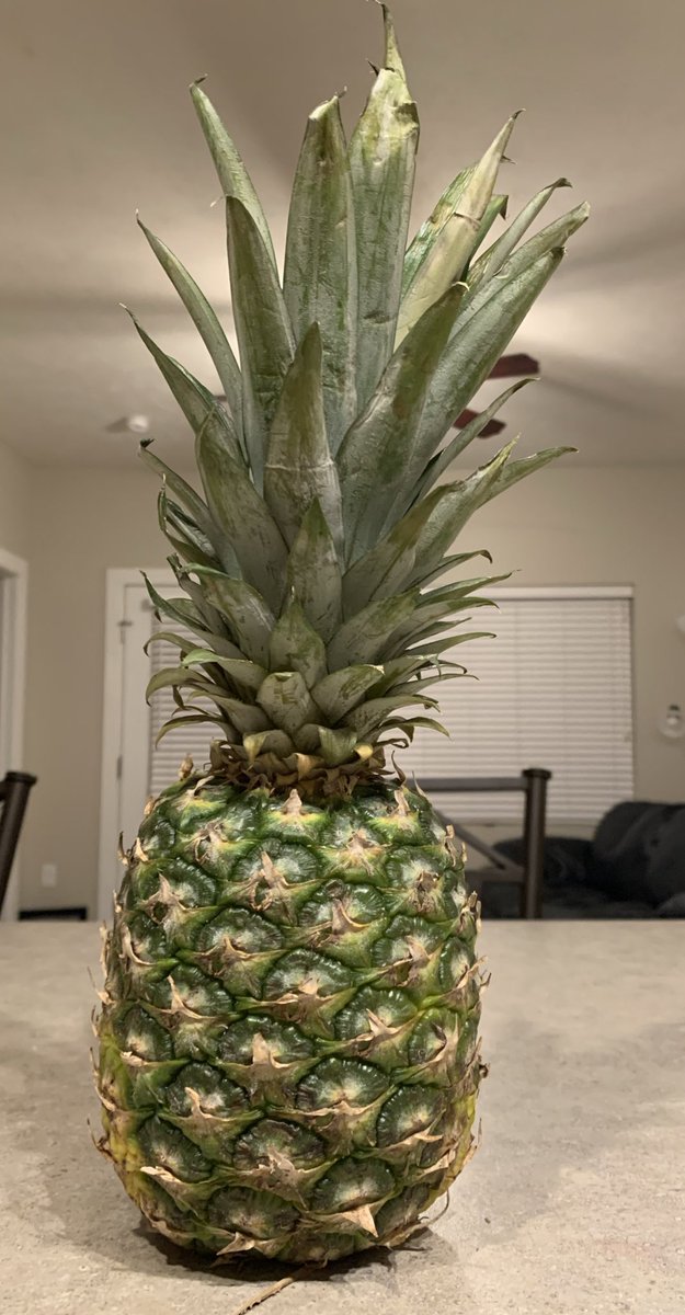 When an animal is butchered, it’s often surprising how much weight is “lost” in the harvest process. For example, you may bring in a 1400 lb steer but only get about 500 lbs of meat in return. I’ll use this pineapple to explain why this is (not as good as a steak, but oh well)