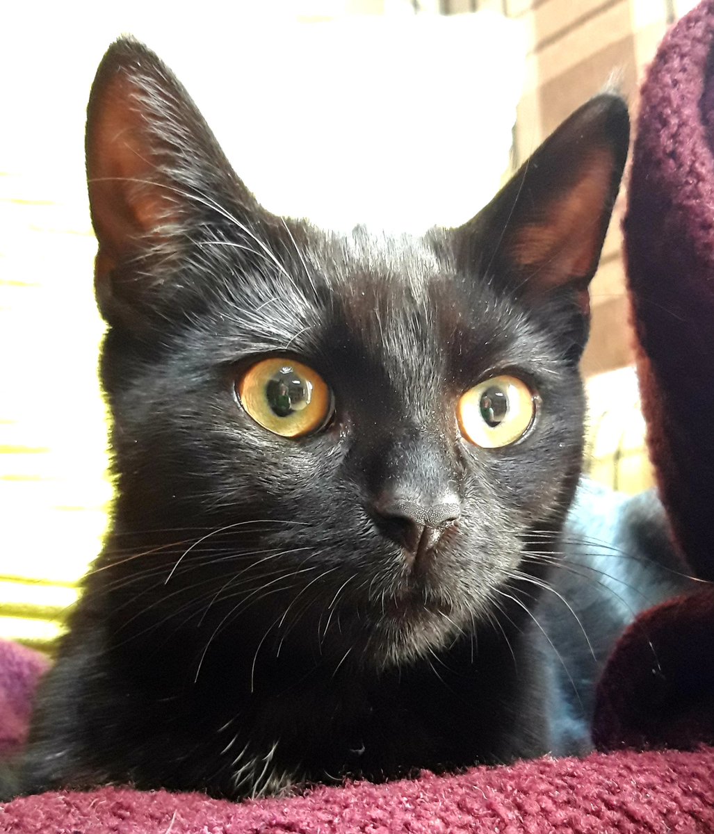 catsofasgard's tweet image. Beautiful Odin #odin #thecatsofasgard #CatsOfTwitter #kitten