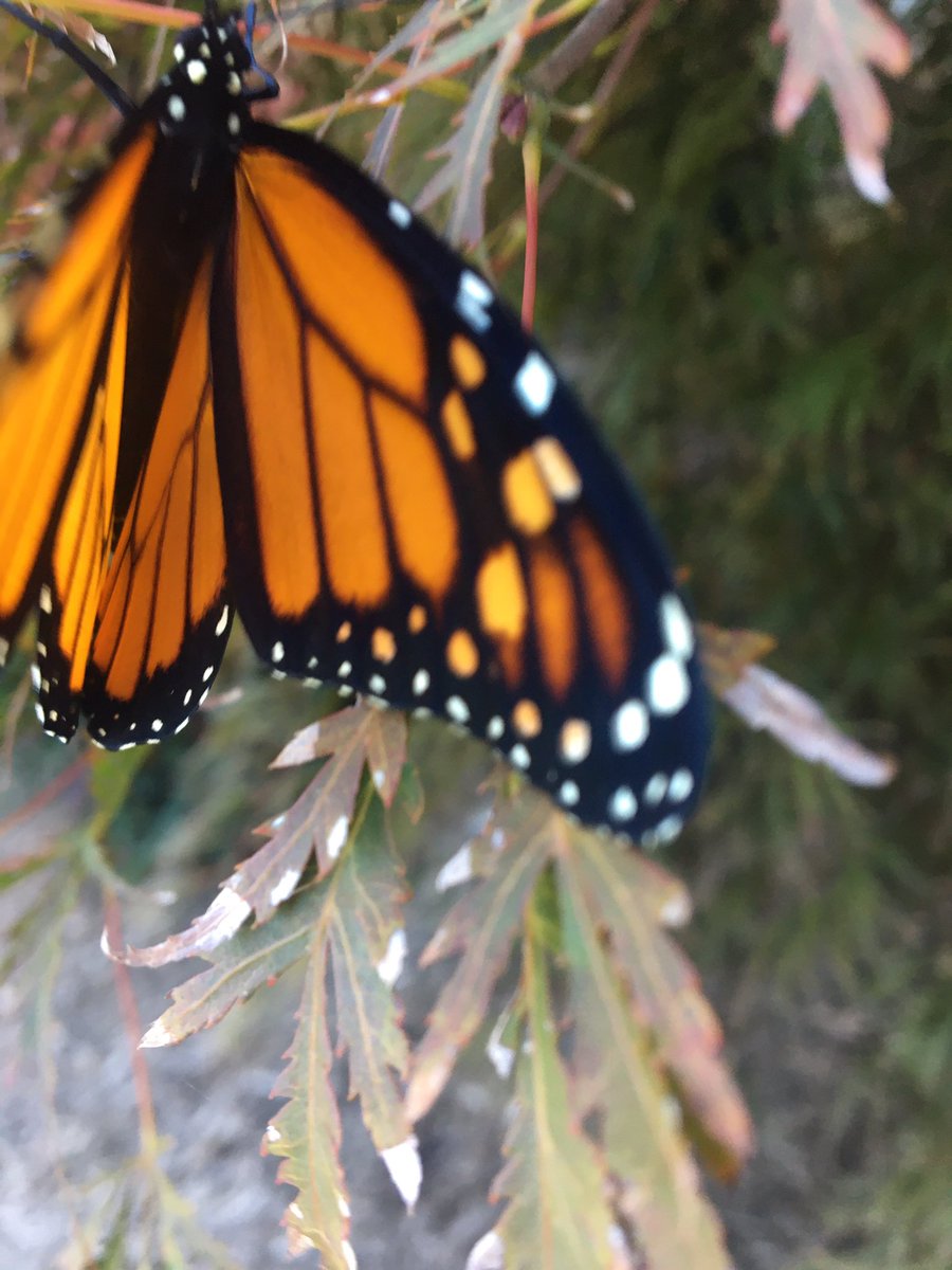 LresMonarchs's tweet photo. Today this butterfly greeted me at school. #lresmonarchs. #secondgrade https://t.co/w1c2GQi3KY