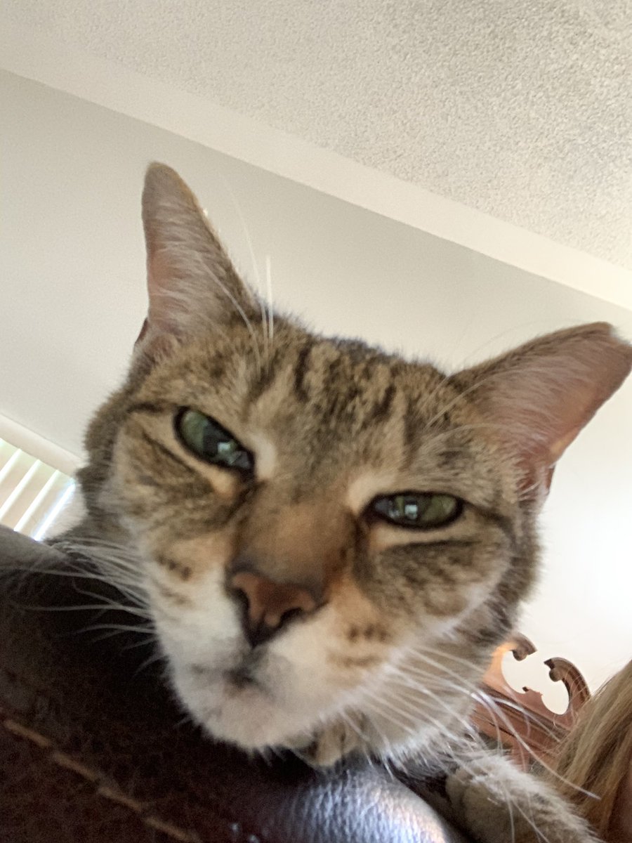 Feline Foursome 😻😹🙀😽 tweet media