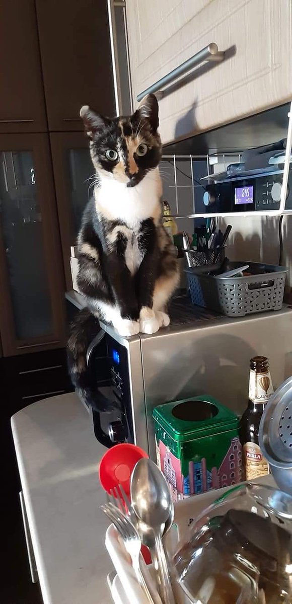 AlanDaffern's tweet photo. #StillMissing Churton Drive #Springlodge #CiaiPark #Wrexham #NorthWales. 

Sure someone must have seen this distinctive cat somewhere 

https://t.co/Orq2cfGH16

Contact: 07563-779-643

@bs2510 @HelpFindThem14 #reward #missingcatwales https://t.co/OWAiIx140C