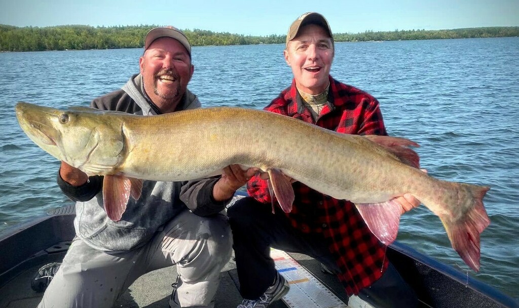 MuskyInsider's tweet photo. This northern Minnesota GIANT would score some serious points in the both the "big muskies" category and the "ugly muskies" category. She's a humpback, has half a tail and measured 56 inches long – now that's an impressive fish!
.
Congrats to Mike Zuhlsdorf on smokin' this b… https://t.co/vP86DQfyrI