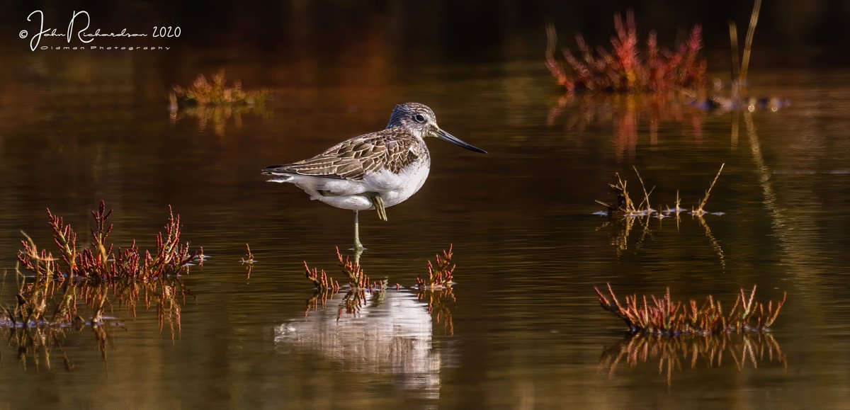 oldman65Suffolk's tweet image. No Little Stint this morning, but a Greenshank resting in the early morning sunshine at Shingle Street
Olympus EM1-Mk II + Olympus 300mm f/4 + 1.4 X extender
#OlympusUK