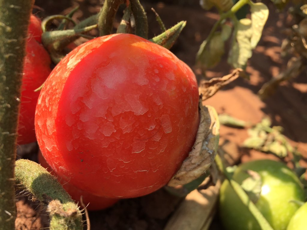 DEMtrust's tweet photo. Today we toured the Murara Irrigation Scheme (MIS) 19ha farm in Ward 9 of Mutoko Rural District. MIS is a community based organization combating food and nutrition insecurity in the district through supporting smallholder farmers.@SUN_Movement @CMukora @Makombe_Zw #demt https://t.co/MBY8PNeimp