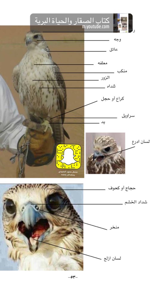 mshal724's tweet photo. https://t.co/YUwwcg86WH
كتاب الصقار والحياة البرية https://t.co/86kD2NNnFU