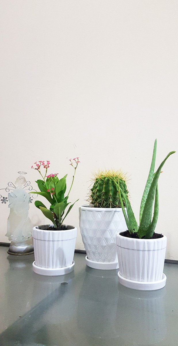 leisnarcotics's tweet photo. Say HELLO to my September Babies. 🌵🌿💐
Love. 💕
Hale. 💪
Scent. 🎀
#Plantita #LockdownEffect #NewBabies #Cactus #AloeVera #EuphorbiaMilli #UAE https://t.co/Cr96dkGqLF