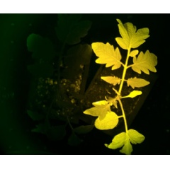 PrassackAdvsrs's tweet photo. #AgTech News: @Inner_Plant Launches InnerTomato™ – Living Sensor Plant Gives Farmers #AR Tool That Shows When Fields Are Sick Using An iPhone https://t.co/rCi4zmOmsd https://t.co/PtnoaL138F