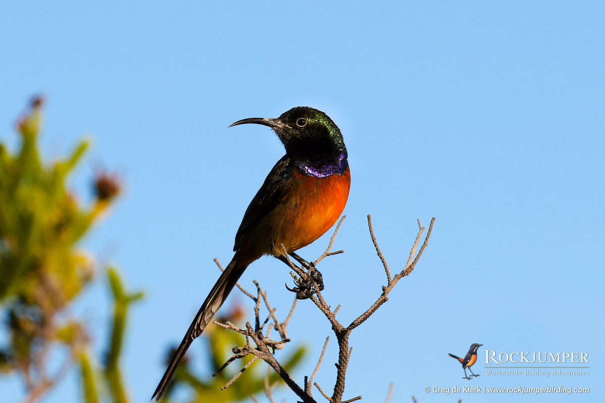 greg_guide's tweet image. Orange-breasted Sunbird (Anthobaphes violacea) - Another endemic to the Cape floral region which we regularly find in the Fynbos biome with @RockjumperTours #nuts_about_birds #best_birds_of_ig #bestbirdshots #1birdshot #raw_birds #nature_worldwide_birds #NatGeoWild