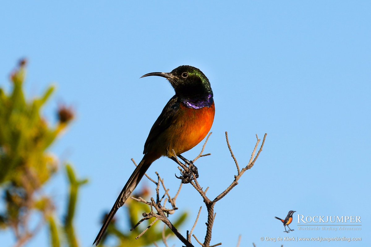 Orange-breasted Sunbird (Anthobaphes violacea) - Another endemic to the Cape floral region which we regularly find in the Fynbos biome with @RockjumperTours #nuts_about_birds #best_birds_of_ig #bestbirdshots #1birdshot #raw_birds #nature_worldwide_birds #NatGeoWild