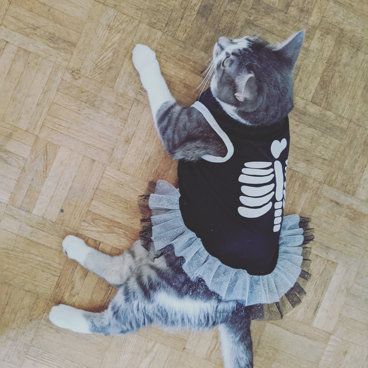 #cat #cats #igcats #instacats #catsofinstagram #catspeople #catpic #catpictures #catsbeingcats #bigcat #kitten #catstime #cutecats #famouscat #catmodel #catmoment #catvibes #genuscat #funnycat #homecat #catowner #catsrock #catpower #catworld #catprivacy #catpage #cataccount