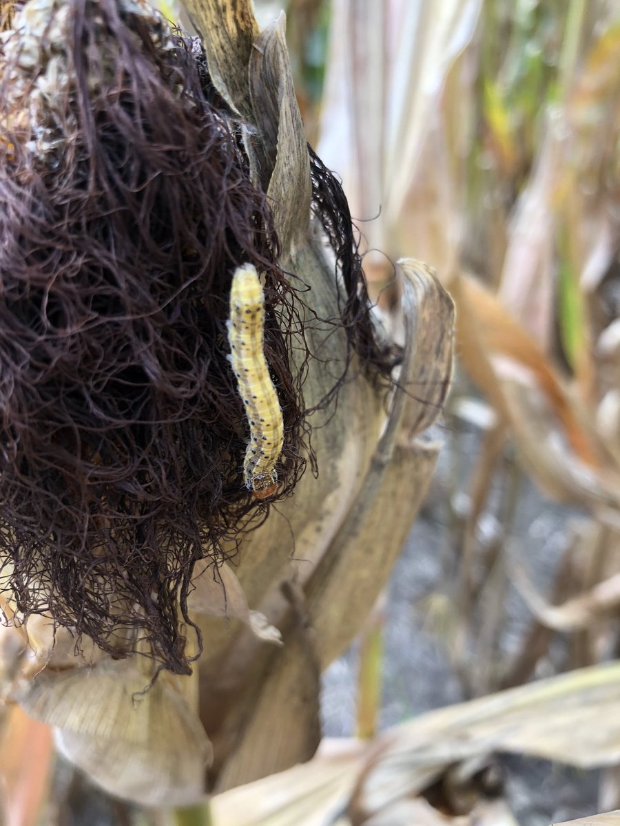 Walking research plots the last couple weeks it’s easy to see which hybrids have Agrisure Viptera. They don’t have any corn earworm or western bean cutworm feeding and have no ear molds.
