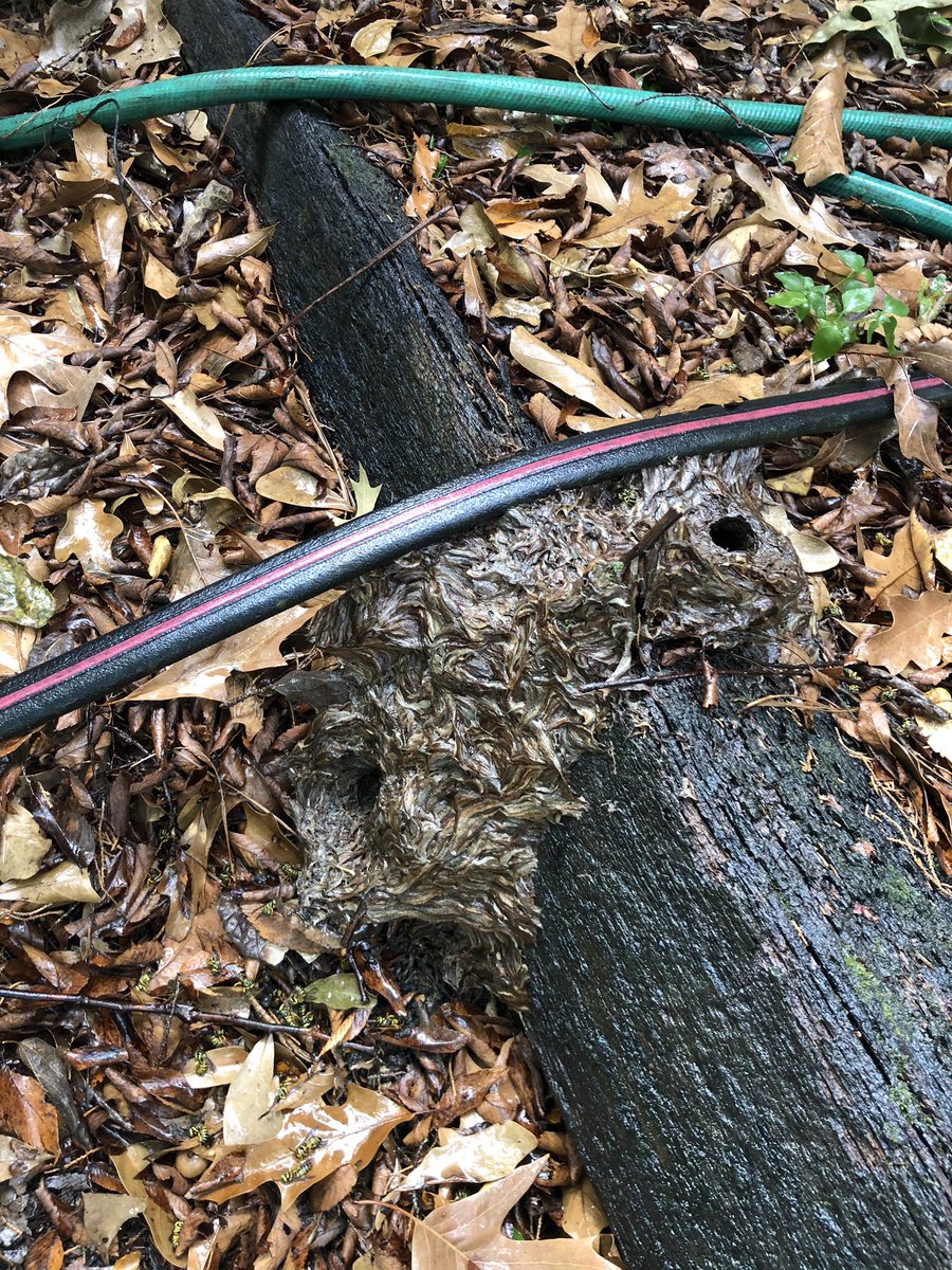 007bugman's tweet image. Yellow jackets nesting in/on landscape timber. Fun times! #friendswoodtx