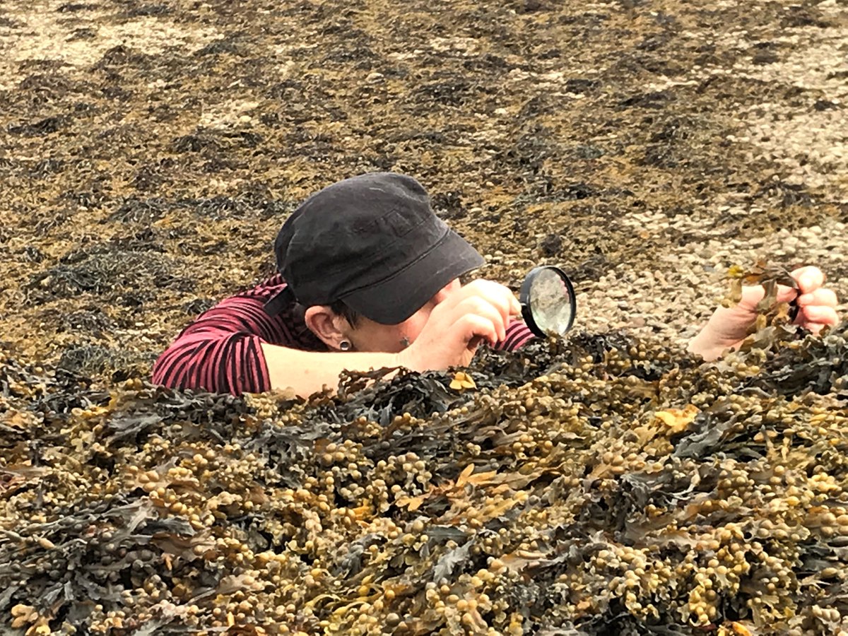 LittoralArt's tweet photo. Out today latest @mcsuk magazine. Take a look at my interview: Seaweed, Science and Installations-all about my work for the #IsleMartinSeaweedFestival #YCW2020 #LitterCUBES #MarineEcology #beatplasticpollution https://t.co/e3lBAk4x2D @cathgem2000 @wardiebaybeach @Juliet_seaweeds https://t.co/YvlyjgQNke