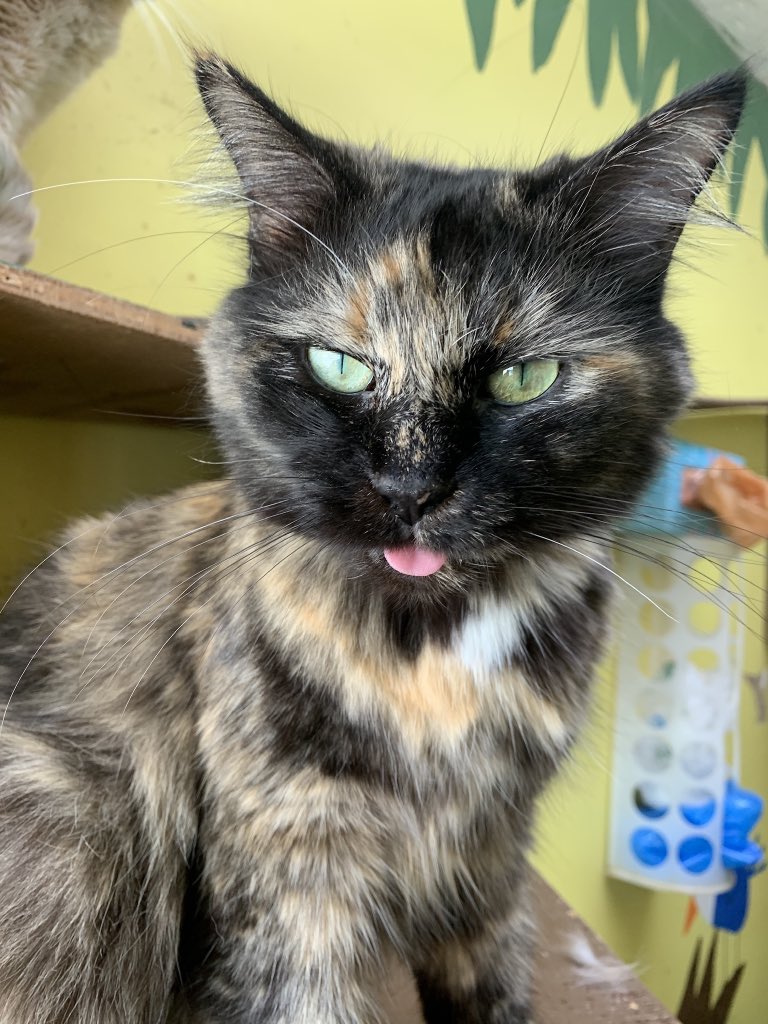 i regret not adopting this cat everyday (peppercorn, the queen of bleps)