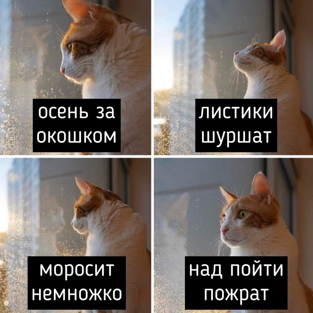 cerniiKogoti's tweet photo. #fynny #cats #fynnykitty #Kitty #EatTheRich https://t.co/diWPkhxA8y