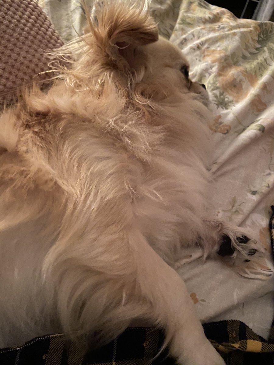 lilcoitykitchen's tweet photo. Bye bye holidays πππ Rush to get back, see the olds, have one last tea together & pick the Rockstar up before local lockdowns commence. Done about 300 miles today π Had a fabulous break, much needed βοΈ Missed my boy πΆ he had a fab time with the olds π΅π»π΄ #backtorealitysoon https://t.co/JNjRZmgP35