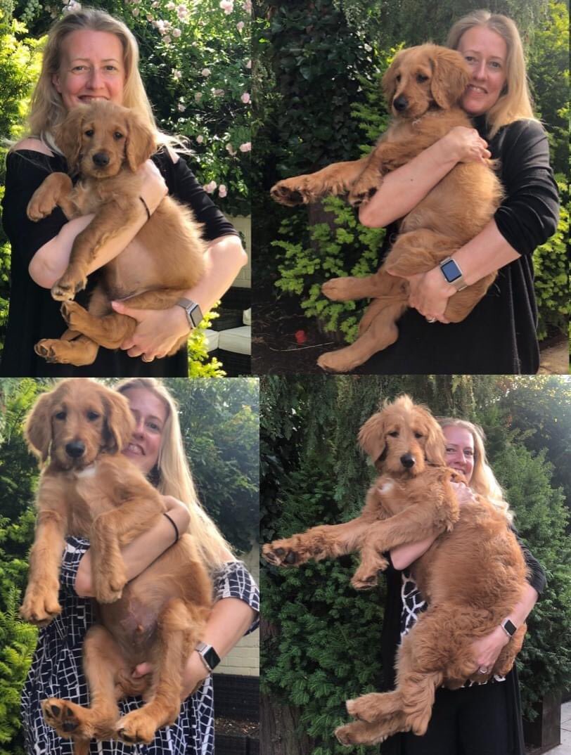 I think.. it’s fair to say... whilst less a Puppy than he was... still a Puppy... he’s grown up a bit in the last 4
Months ;)