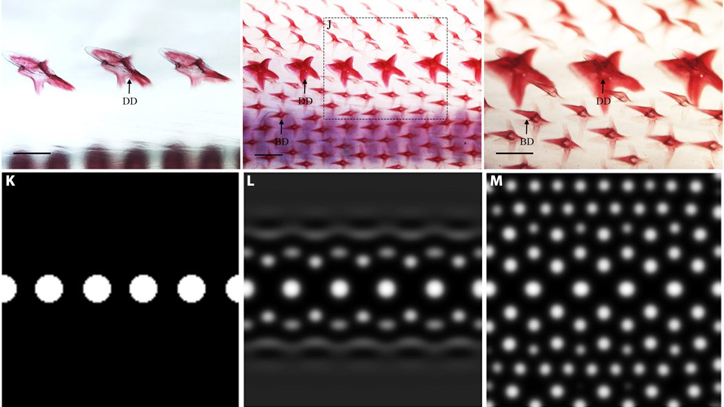 A simulation suggests that a dorsal line of initiator spots, sending out activator and inhibitor signals that propagate at different rates (bottom) can be tuned to produce patterns similar to those on a catshark. But is that what's happening? 8/