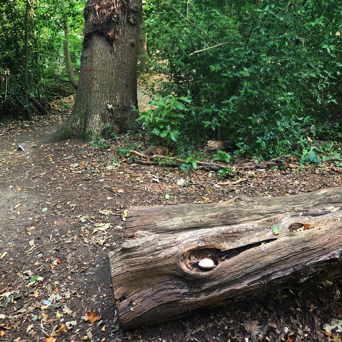 CompassionateRo's tweet image. You can always be there for you 💙

This little knot in a fallen tree was a perfect temporary home for a stone.

#pebbleswithpurpose #compassionaterocks #compassionrocks #KindnessMatters #selfcare #selfcompassion #paintedrocks #365daysofcompassion #kindnessrocks