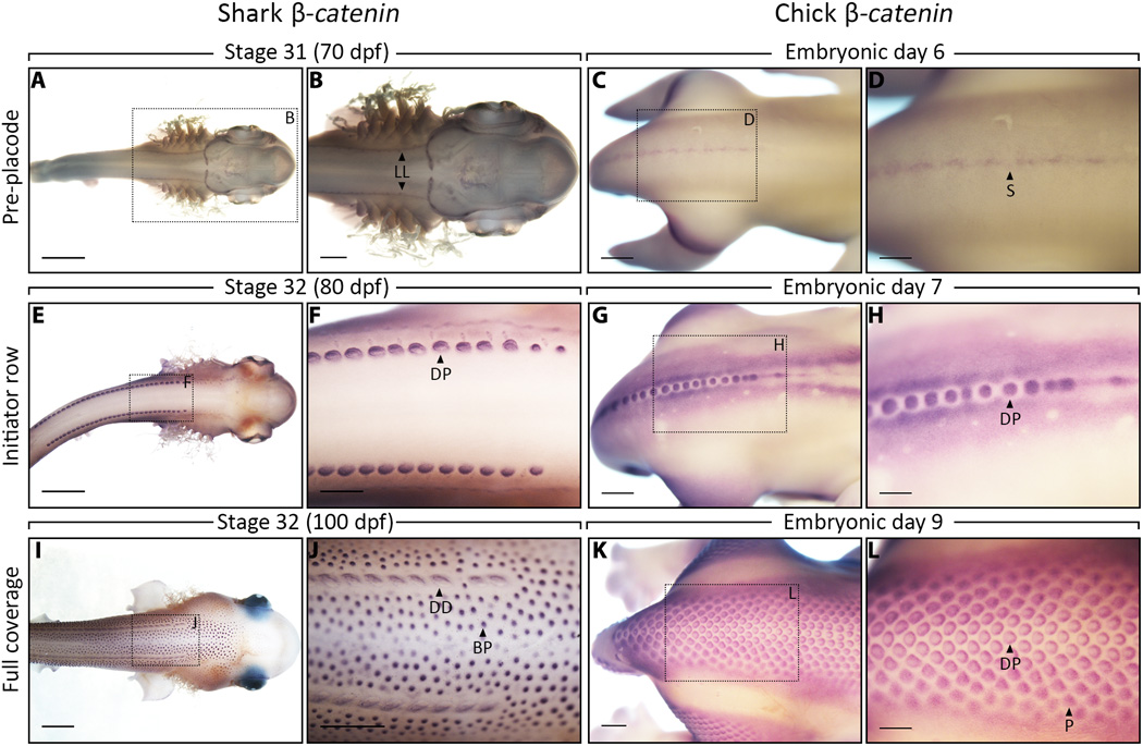 It seems to be about the same mechanism as the one that governs feather placement in birds (right), and that homology means it's old as dirt. Older than most dirt by a lot, actually. 10/