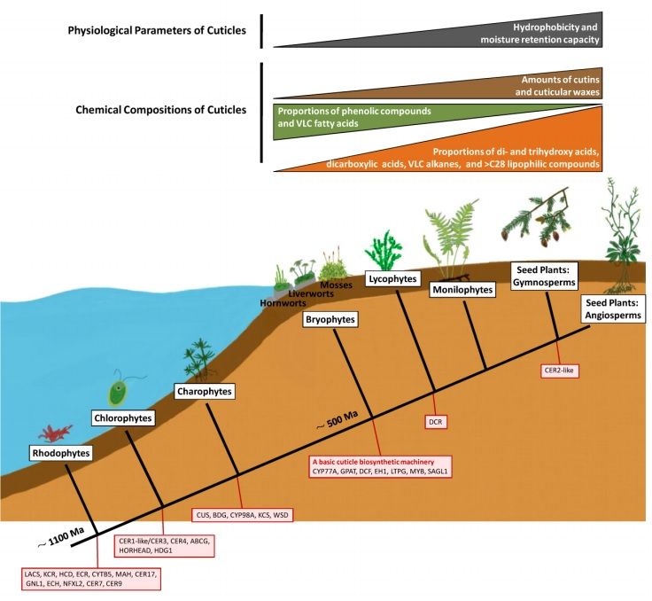 sci_plant's tweet photo. Origins and evolution of cuticle biosynthetic machinery in land plants
https://t.co/LDjXLmMzfq
#plantscience #evolution #landplants ♻️ https://t.co/SP9ySu7d1A