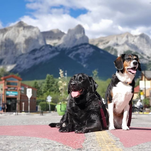 Did you know that most of our downtown stores are pet friendly? Next time you're out and about with your four-legged friend, bring them around! We love your pets before we even meet them! #lovecanmore #canmore 📸  @layla_the_beagador⁠