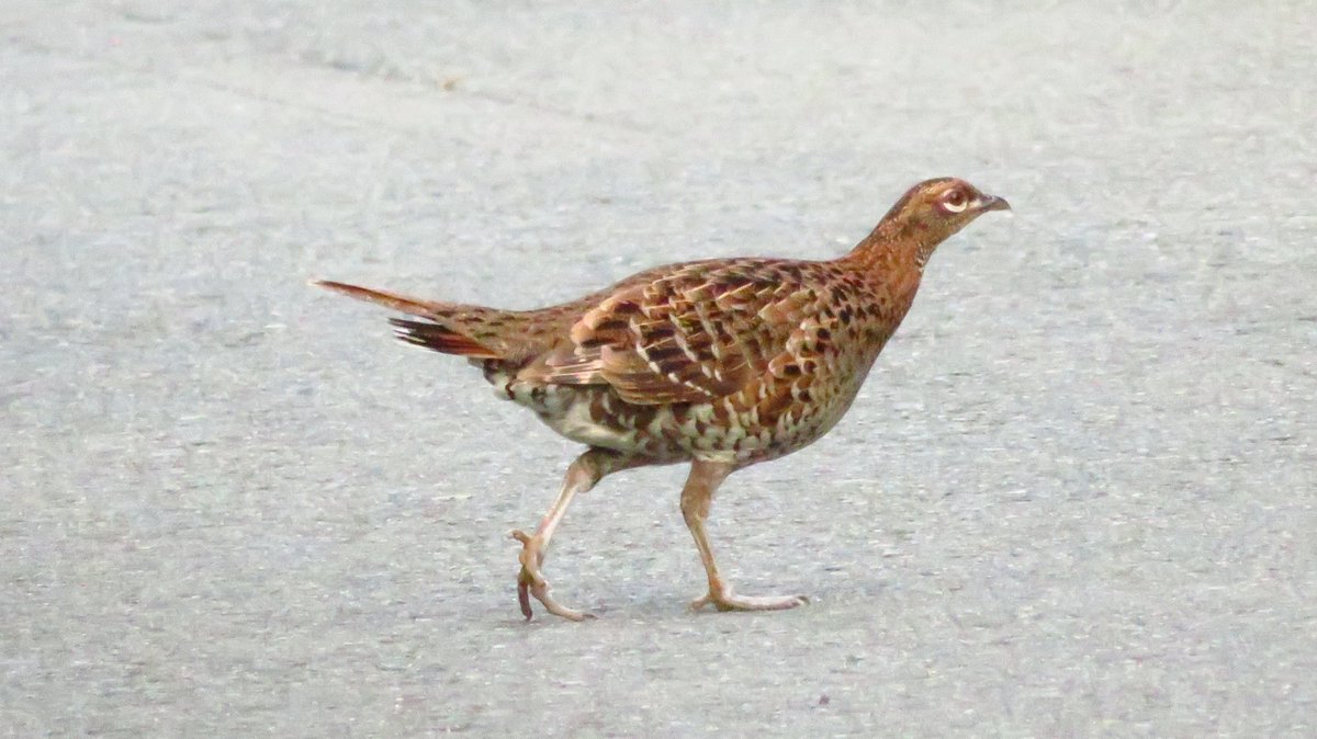 たけ 最近撮った野鳥の写真 野鳥撮影 野鳥 キジさんのメスかと思ったのですが 尾羽が短いような ヤマドリの可能性はありますかねー 鳥の名前