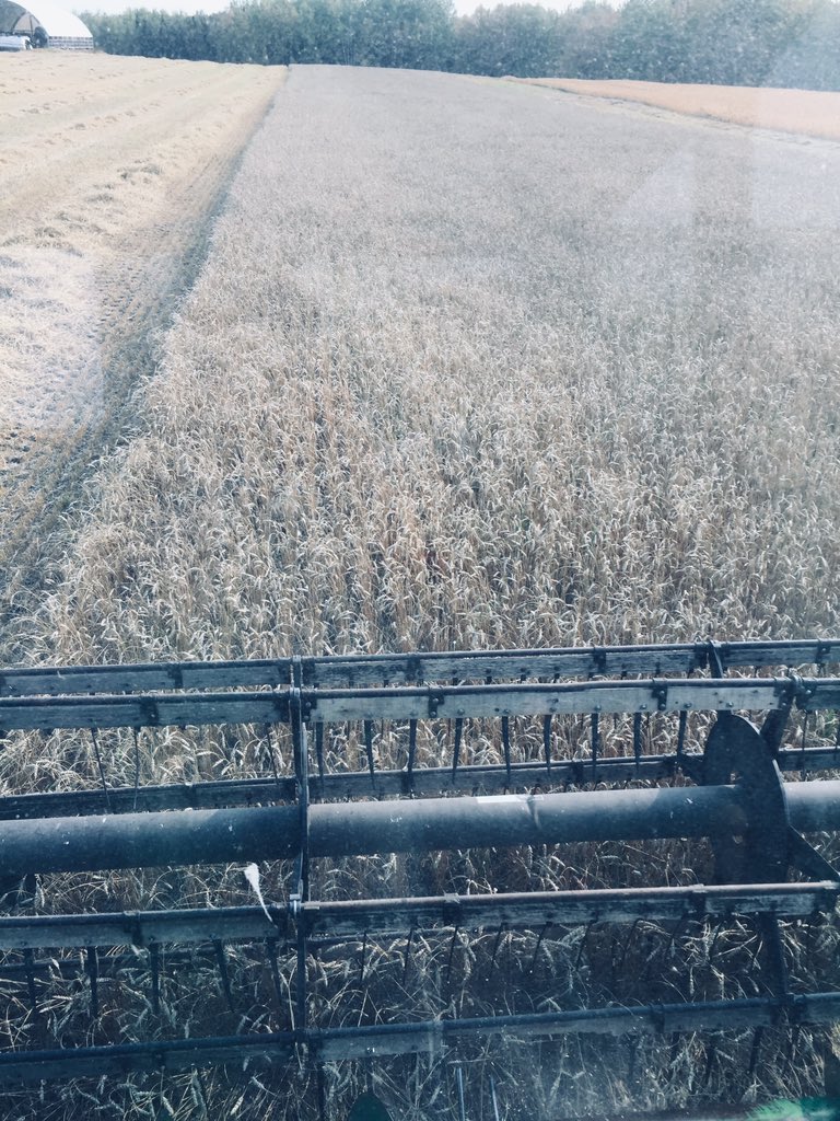 Got the old 6600 out to finish wheat, Can’t beat the sample it makes!