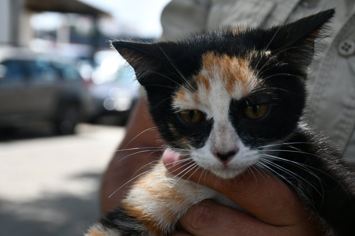 PCJalisco's tweet photo. #AdoptaAmor atendiendo un servicio nuestros oficiales localizaron con vida a dos pequeñas gatitas de dos meses, las cuales después de varios días de observación y atención de personal veterinario de esta Unidad Estatal, se encuentran buscando hogar, 36753060 para información. https://t.co/w25vNE1E7Z