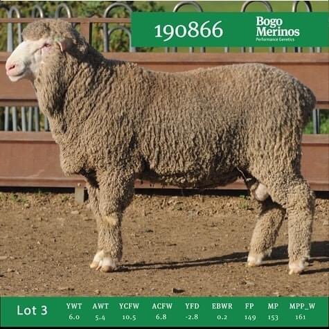 LOT 3 of our upcoming sale next Monday the 28th. A well structured allrounder, with fine wool and impressive early growth. #bogoisthego #2020ramsale #pathwaytoprofitability #bogomerinos #wool #performancegenetics