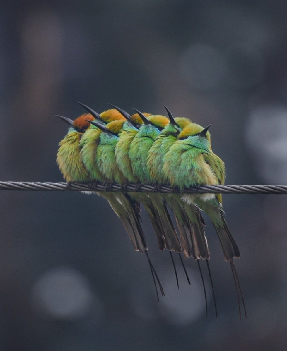 Not more thàn six. Green beaeater.
PC: bbc earth. https://t.co/cXXQOeEy04